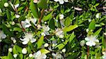 Myrtus myrtle - Plantae Angiosperms Eudicots Rosids Myrtales Myrtaceae