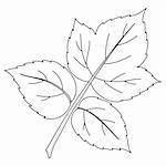 Leaf of raspberry, nature vector, monochrome, contours, isolated