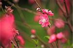 Cherry blossoms