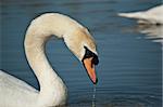 The head and neck of a Mute swan swimming in a blue pond.