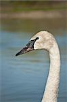 The head and neck of a Trumpeter swan in front of a blue pond.