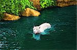 White tiger swimming in pool at day time