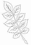 Leaf of dogrose, nature object, vector, monochrome contour