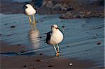 A seagull searching for its' food