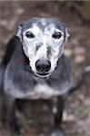 Portrait of old rescued grey-haired greyhound. Outdoors.