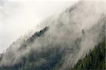 Mist covering the pine trees of a mountain