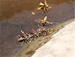 Wasps sitting on the water in the summer