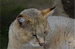 relaxed lynx in the zoo, shallow depth of field