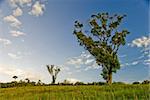 Tree in field with blue sky and clouds in the countryside.
