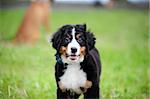 Puppy Bernese mountain dog portrait