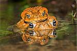 Two cane toads (Bufo marinus) mating in the water