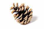 beautiful pine cone isolated on white background