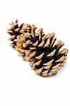 beautiful pine cone isolated on white background