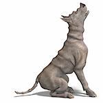 curious alien dog with rhino skin and horn. 3D rendering with clipping path and shadow over white