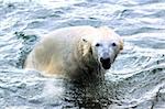 Eisbär kriechen aus dem Wasser