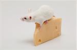 White mouse climbing on a piece of cheese