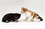 Two small cats on white background. A cat is black and another color of russet