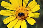 Small beetle covered in pollen from blooming flower.