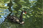 Black swan (Cygnus atratus) in water with green tree reflexions.