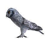 Scops Owl Bird. 3D rendering with clipping path and shadow over white