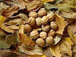 autumnal walnut leaves with nuts