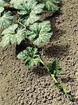 pumpkin plant growing on the vegetable bed