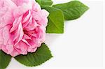 Beautiful pink rose on stem with green leaves close up