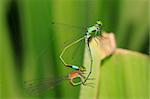 Damselflies caught in the act