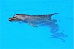 Relaxing dolphin in dolphinarium blue water