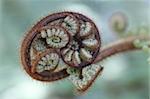 Fern of New Zealand