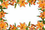 orange lily, flower frame with green leaves
