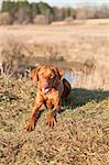 A Vizsla dog crouches on the grass in a field in autumn.