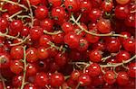 Background with the clusters of ripe red currant