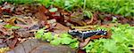 A Marbled Salamander (Ambystoma opacum) - Monte Sano State Park, Alabama.