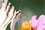 Butterfly (Iphiclides podalirius) on pink flower