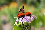 bright butterfly on a flower Echinacea purpurea