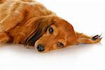 long haired miniature dachshund laying down with reflection on white background