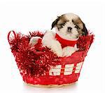 shih tzu puppy sitting in red christmas basket with reflection on white background