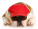 english bulldog wearing sunglasses and red hat with reflection on white background