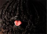 corded puli portrait on black background - hungarian herding dog