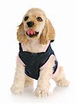 adorable cocker spaniel puppy with cute expression wearing blue and pink dog coat on white background