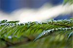 Large Tree fern Plants, Leaf details