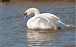 Male mute swan flapping wings in the water in a display of aggression