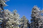 Tall evergreen trees with snow covered branches against blue sky