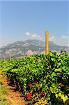 The Vineyard At the Foot Of The Italian Alps