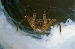 portrait of wolf spider in our cove in underbrush