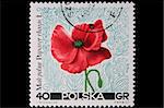 Poland - CIRCA 1967: A stamp is printed in Poland, poppy, let out CIRCA in 1967.