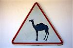 Camel crossing sign on white background