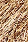 Close up golden straw for background