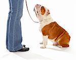 dog obedience training - english bulldog looking up watching handler on white background